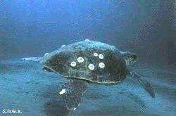 Caretta_caretta_swims.gif (30023 bytes)